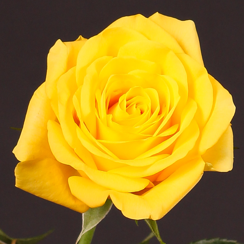 BEAUTY YELLOW